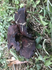 Craterellus cornucopioides