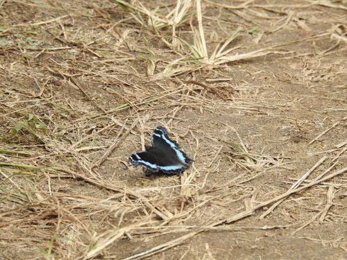 Blue Admiral