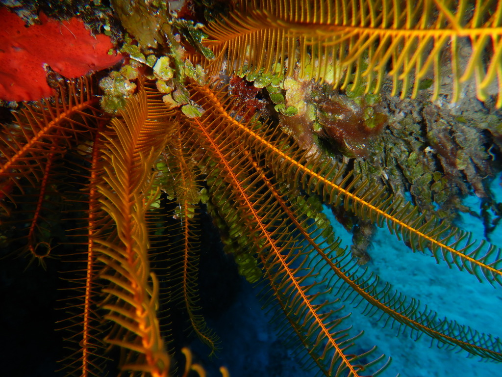 Golden Crinoid
