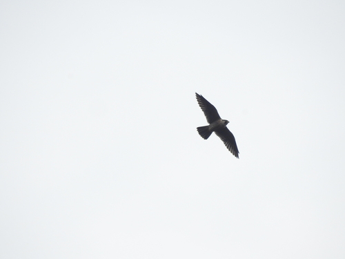 Peregrine Falcon