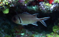 Myripristis jacobus
