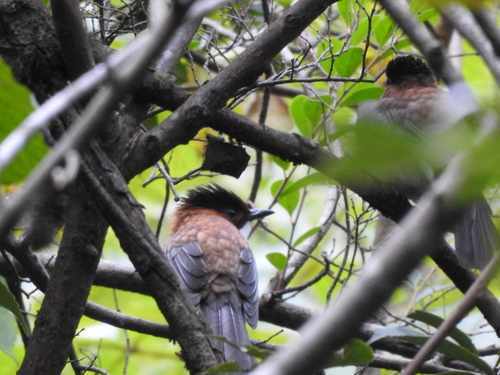 Chestnut Bulbul