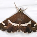 Hawaiian Beet Webworm Moth - Photo (c) Victor W Fazio III, some rights reserved (CC BY-NC), uploaded by Victor W Fazio III