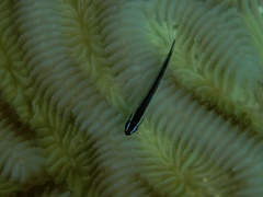 Elacatinus lobeli