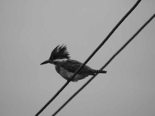 Crested Kingfisher