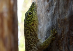 Phelsuma standingi
