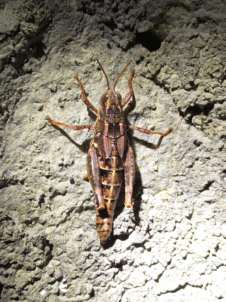 Habrocnemis sinensis