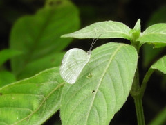 Leptosia
