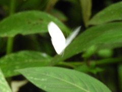 Leptosia
