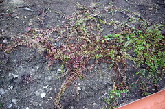 Lysimachia nummularia