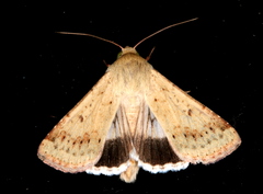 Australothis rubrescens