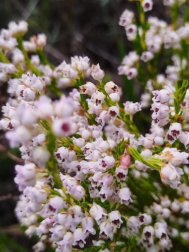 Erica margaritacea, photograph 5