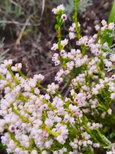 Erica margaritacea, photograph 6