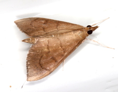 Lamprophaia albifimbrialis