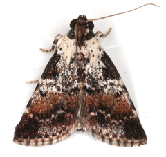 Orthaga rubridiscalis