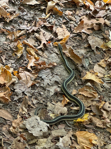 Garter Snake