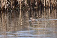 Tachybaptus ruficollis