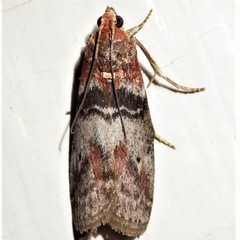 Sciota vetustella