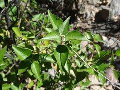 Croton sonorae