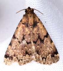 Mormoscopa phricozona