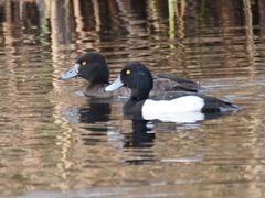 Aythya fuligula