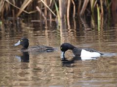 Aythya fuligula