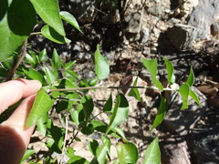 Croton sonorae