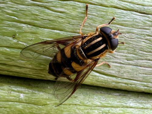 Unknown species found near Shagbark Dr, Lima, OH, US