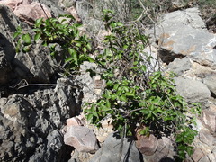 Croton sonorae