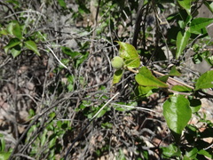 Croton sonorae