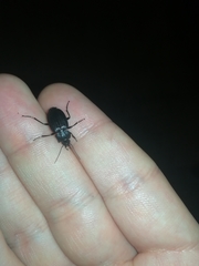 Licinus