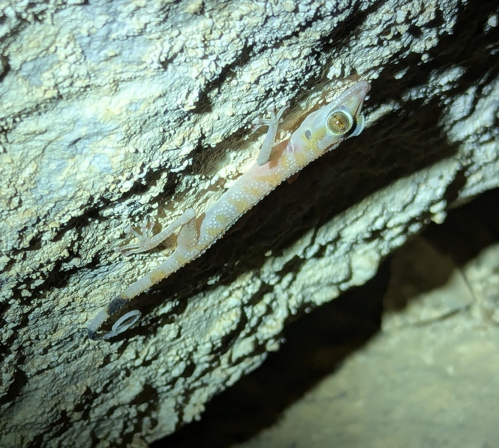 Emirati Leaf-toed Gecko