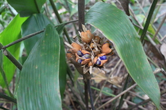 Goeppertia altissima