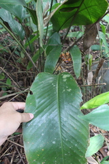 Goeppertia altissima