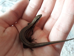 Pholidobolus montium