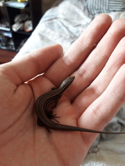 Pholidobolus montium