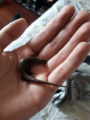 Pholidobolus montium