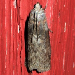 Sciota subcaesiella