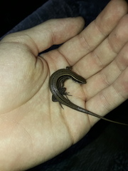 Pholidobolus montium