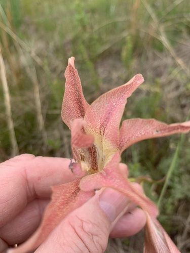 Large Brown-Afrikaner (Gladiolus liliaceus)