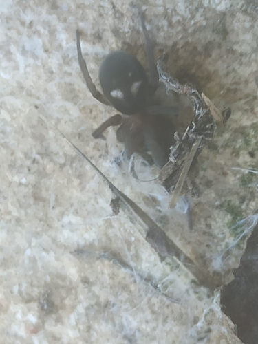 Titanoeca schineri