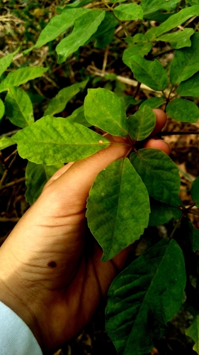 Handroanthus serratifolius (Vahl) S.O.Grose 3
