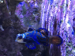 Synchiropus