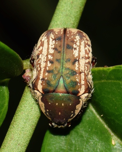 Eastern Variable Fruit Chafer photo 3