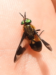 Chrysops caecutiens