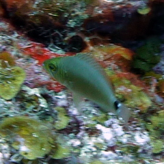 Hypoplectrus unicolor