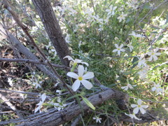Phlox tenuifolia