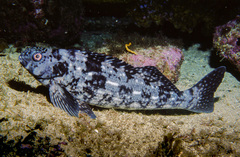Aplodactylus lophodon
