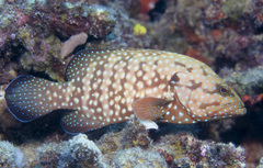 Cephalopholis cyanostigma