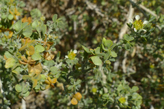 Tetraena microcarpa